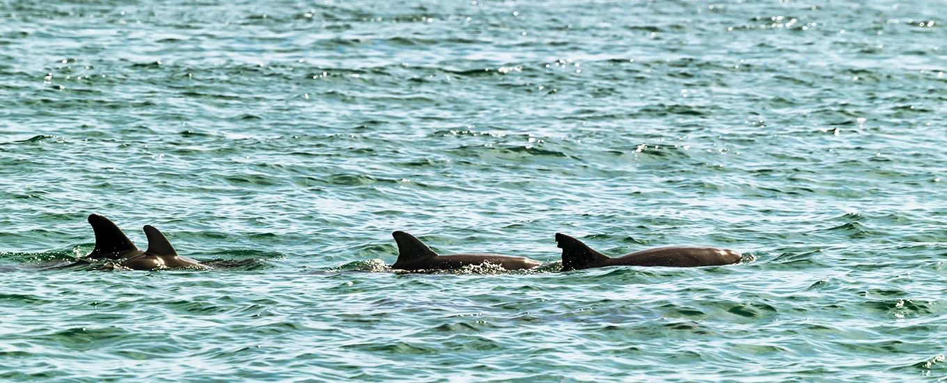 featured-delfines-ballenas